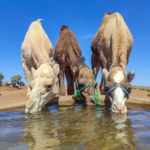 die Dromedare